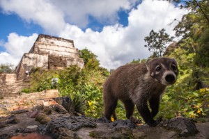 PIRÁMIDE TEPOZTLÁN-1-2